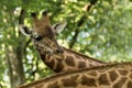 The giraffe Giraffa camelopardalis, African even-toed ungulate mammal, the tallest of all extant land-living animal species Royalty Free Stock Photo
