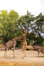 The giraffe - Giraffa camelopardalis is African even-toed ungulate mammal, the tallest animal species the largest Royalty Free Stock Photo