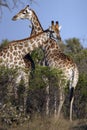 Giraffe in the Savuti region of Botswana Royalty Free Stock Photo