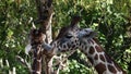 Giraffe, Giraffa camelopardalis is an African even-toed ungulate mammal