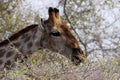 Giraffe, Giraffa camelopardalis, biting thorns, Namibia Royalty Free Stock Photo