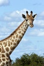 Giraffe (Giraffa camelopardalis) - Botswana Royalty Free Stock Photo