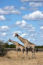 Giraffe - Giraffa camelopardalis - Botswana Royalty Free Stock Photo