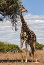 Giraffe - Giraffa camelopardalis - Botswana Royalty Free Stock Photo