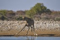 Giraffe drinking in Etosha National Park, Namibia Royalty Free Stock Photo