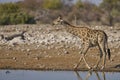 Giraffe drinking in Etosha National Park, Namibia Royalty Free Stock Photo