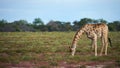 Giraffe Giraffa camelopardalis eating grass in the savannah Royalty Free Stock Photo