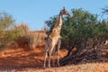 Giraffe  Giraffa Camelopardalis eating, the Kalahari desert, Namibia. Royalty Free Stock Photo