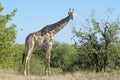 Giraffe Giraffa camelopardalis, eating leaves from tree Royalty Free Stock Photo