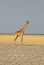 Giraffe, Giraffa camelopardalis, in Etosha National Park, Namibia Royalty Free Stock Photo