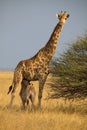 Giraffe, Giraffa camelopardalis, in Etosha National Park, Namibia Royalty Free Stock Photo