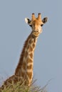 Giraffe, Giraffa camelopardalis, in Etosha National Park, Namibia Royalty Free Stock Photo