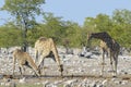 Giraffe female with calf drinking Royalty Free Stock Photo