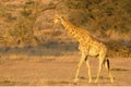 Giraffe Giraffa camelopardalis giraffa walkingon sand in Kalahari desert