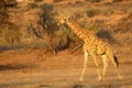 Giraffe Giraffa camelopardalis giraffa walkingon sand in Kalahari desert
