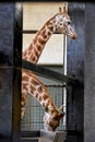 Giraffe (Giraffa camelopardalis) Royalty Free Stock Photo