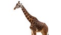 giraffe - Giraffa camelopardalis - is a large African hoofed mammal in the genus Giraffa. It is the tallest living terrestrial