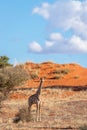 Giraffe  Giraffa Camelopardalis looking, Kalahari desert, Namibia. Royalty Free Stock Photo