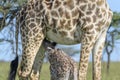 Giraffe (Giraffa camelopardalis) mother with calf drinking