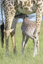Giraffe (Giraffa camelopardalis) mother with calf drinking, Royalty Free Stock Photo