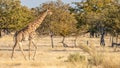 A Giraffe  Giraffa Camelopardalis moving forward, Etosha National Park, Namibia. Royalty Free Stock Photo