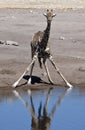 Giraffe (Giraffa camelopardalis) - Namibia Royalty Free Stock Photo
