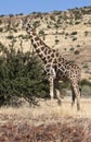 Giraffe - Giraffa camelopardalis - Namibia Royalty Free Stock Photo