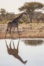 Giraffe Giraffa camelopardalis Namibia Royalty Free Stock Photo