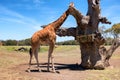 Giraffe (Giraffa camelopardalis) over blue sky with white clouds in wildlife sanctuary. Australia. Royalty Free Stock Photo