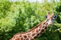 Giraffe Giraffa camelopardalis portrait. African wildlife safa Royalty Free Stock Photo
