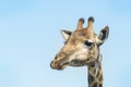 Giraffe portrait against blue sky, low angle Royalty Free Stock Photo