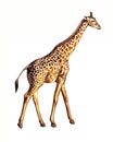 Giraffe Giraffa camelopardalis