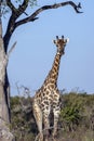 Giraffe Giraffa camelopardalis Botswana Royalty Free Stock Photo