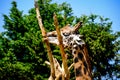 A giraffe (Giraffa camelopardalis) is seen in a wooded environment, prudently chewing on bark from thin branches. Royalty Free Stock Photo