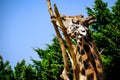 A giraffe (Giraffa camelopardalis) is seen in a wooded environment, prudently chewing on bark from thin branches. Royalty Free Stock Photo