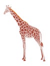 Giraffe or Giraffa Camelopardalis Side View WPA Art