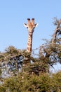 Portrait of a giraffe Royalty Free Stock Photo