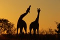 Giraffe (Giraffa camelopardalis) at sunrise