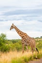 Giraffe  Giraffa Camelopardalis walking with neck in the blue sky, Pilanesberg National Park, South Africa. Royalty Free Stock Photo