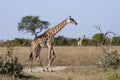 Giraffe Giraffa camelopardalis Botswana Royalty Free Stock Photo