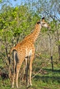 Giraffe, Kruger National Park, South Africa Royalty Free Stock Photo