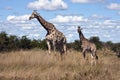Giraffe (Giraffa camelopardlis) - Botswana Royalty Free Stock Photo