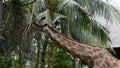 Giraffe or Giraffa at Dusit Zoo or Khao Din Wana park in Bangkok, Thailand