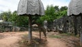 Giraffe or Giraffa at Dusit Zoo or Khao Din Wana park in Bangkok, Thailand