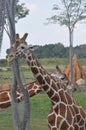Two Tower Of Giraffe Arround Tree. Columbus Zoo, Ohio