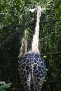 The giraffe or Giraffa