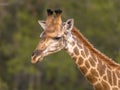 Giraffe Giraffa giraffa standing in soft yellow afternoon light