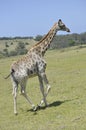 The giraffe Royalty Free Stock Photo