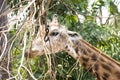 Giraffe Royalty Free Stock Photo