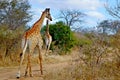 Giraffe Giraffes Escaping Africa Savanna